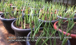 Lidah Buaya (4)